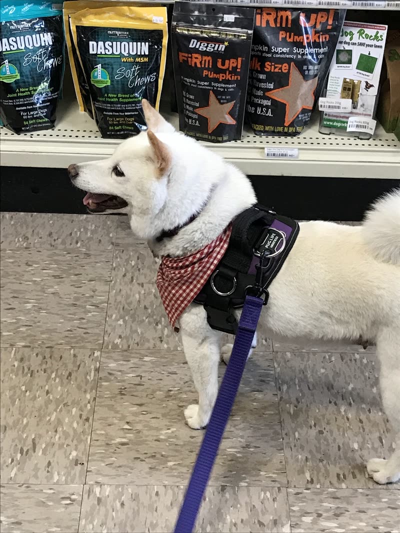 A white husky-type dog in a bandana standing in the shop aisle beside shelves of supplements and treats