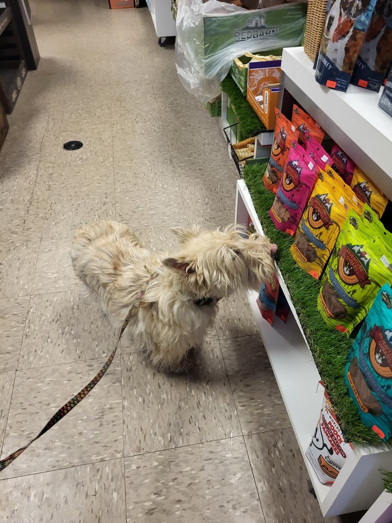 A small shaggy cream-coloured dog walking past shelves stacked with pet food bags in the store