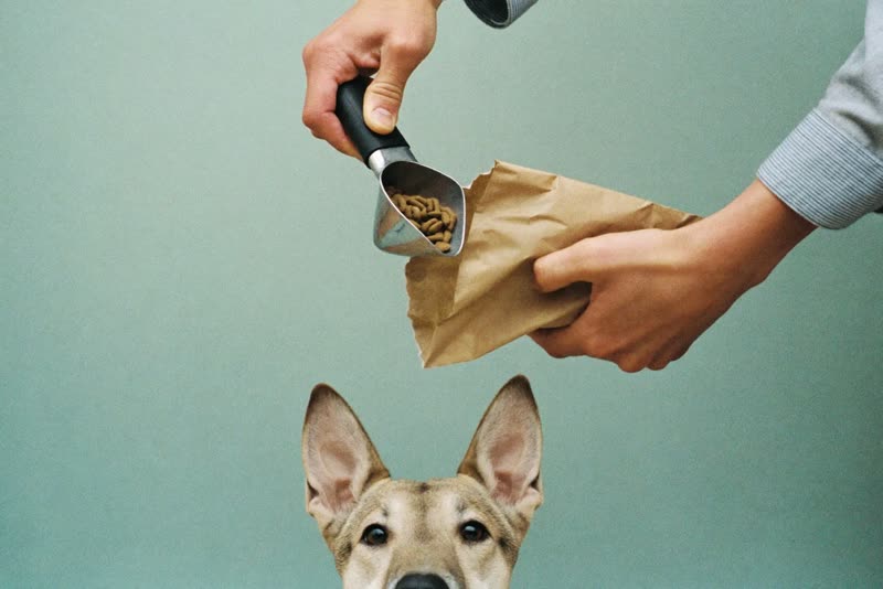 Hands scooping dry food into a paper bag with a dog waiting alongside