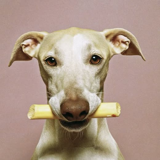 A dog holding a natural chew
