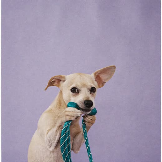 A small dog gripping a rope toy