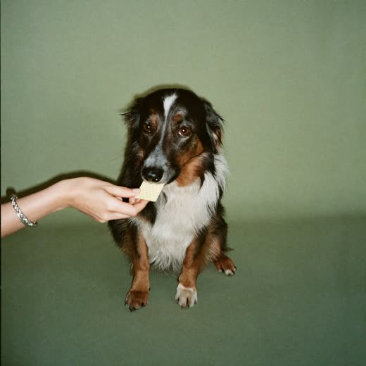 A hand offering a treat to a waiting dog